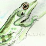 Rana verde di foresta, Mantidactylus argenteus (by f.andreone)